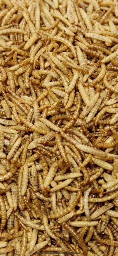 BB Premium Exotic Blend Mix (Mealworms & Black Soldier Fly Larvae)