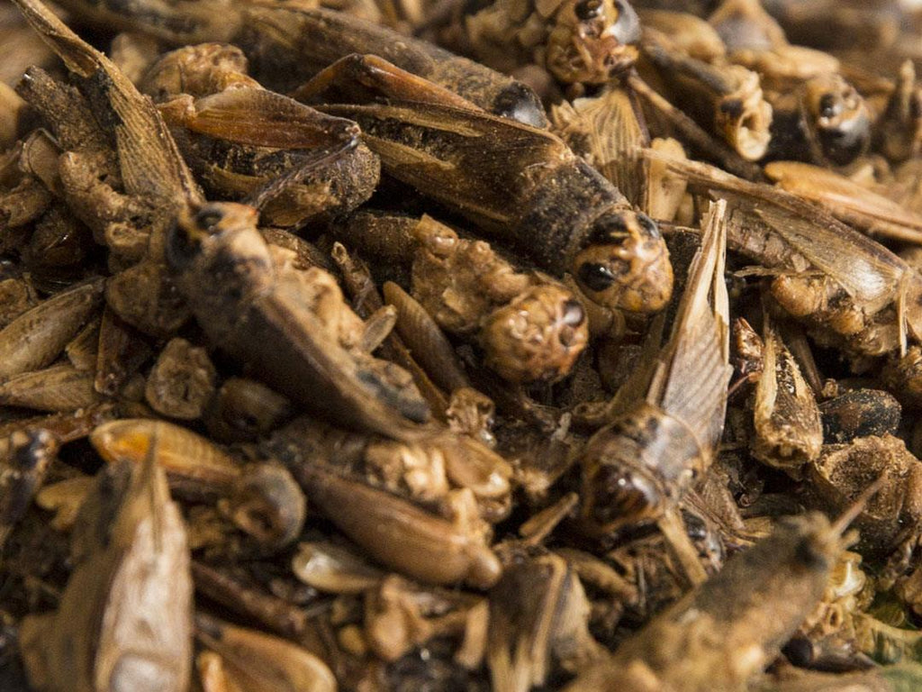 Premium Dried Crickets 🦗