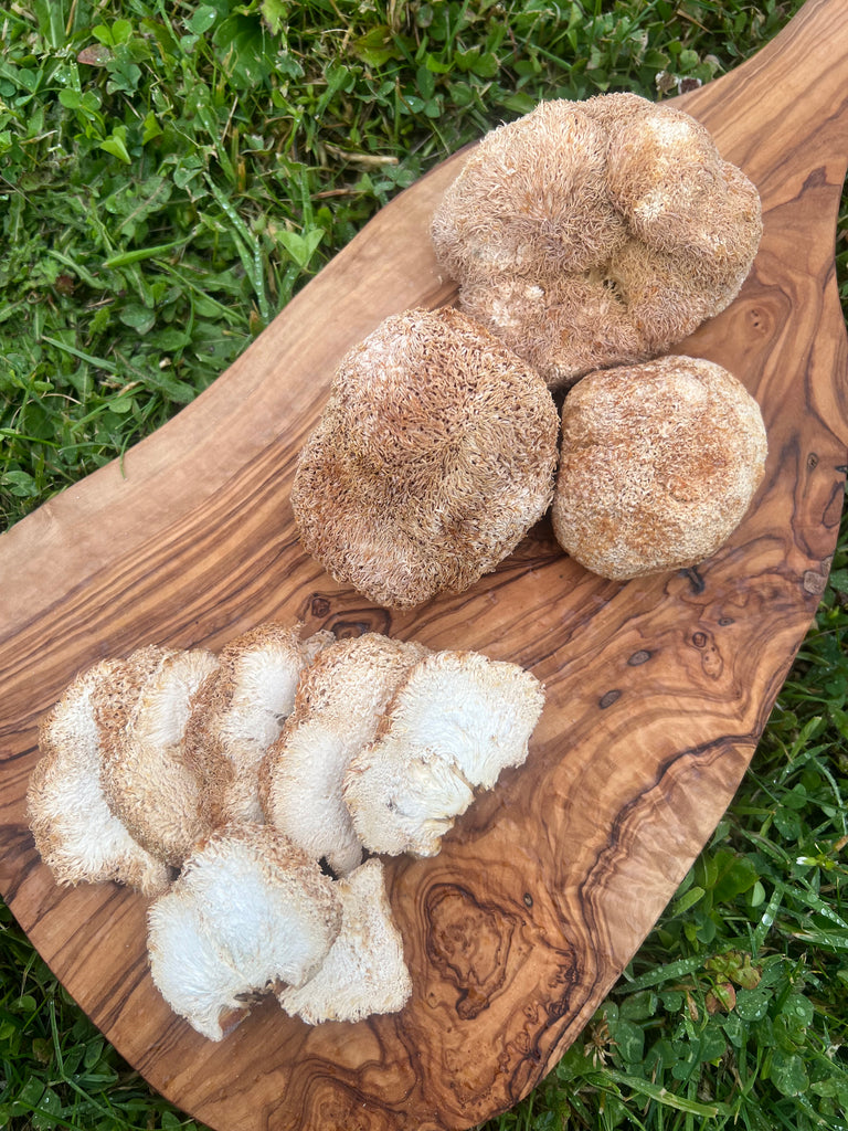 Premium Dried Lion's Mane Mushrooms