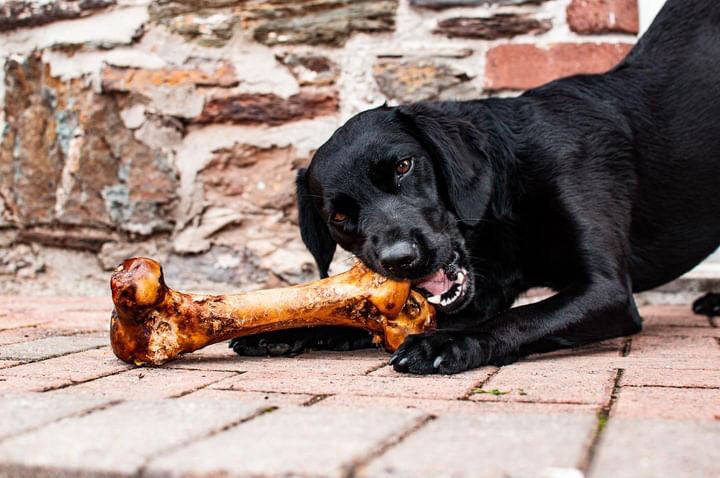 Premium Ostrich Dino Bone