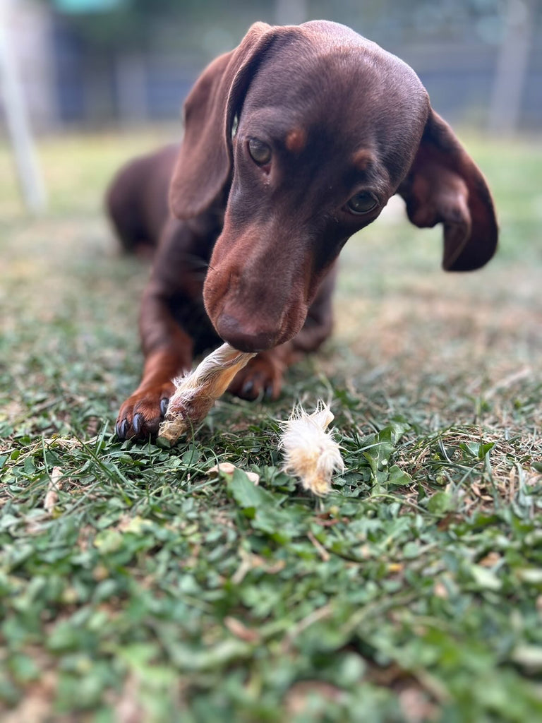 Premium Hairy Rabbit Ears