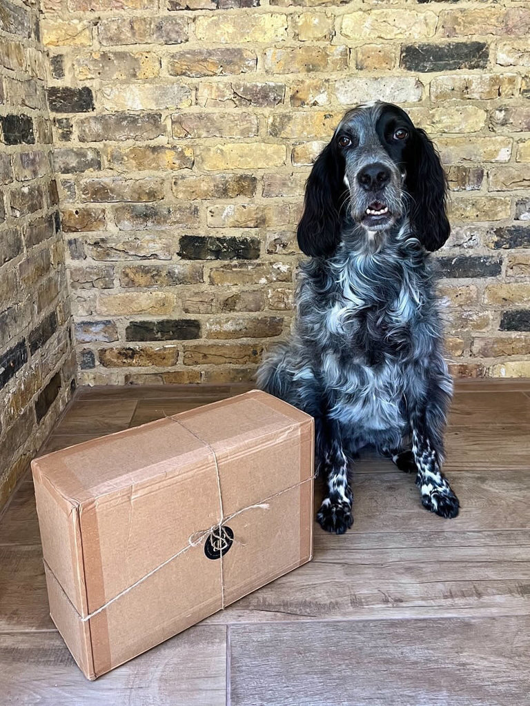 Bodhi’s Angels Rescue Charity Box